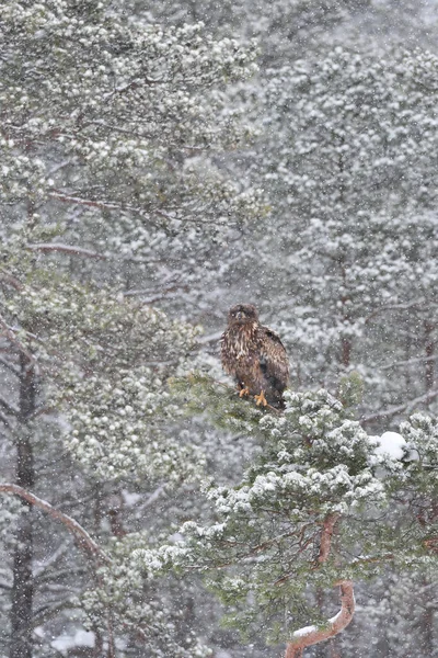 Орел Дереве Снегопаде Орел Снегопаде Орел Зимой — стоковое фото