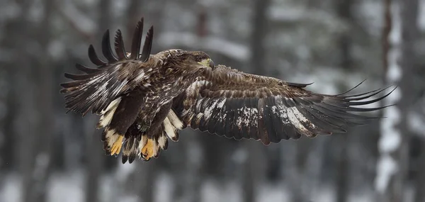 Хищная Птица Белохвостый Орел Haliaeetus Albicilla Полете — стоковое фото