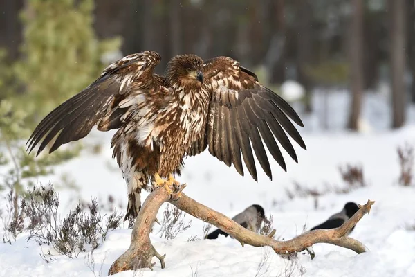 Eagle wingspan. Eagle wings spread.