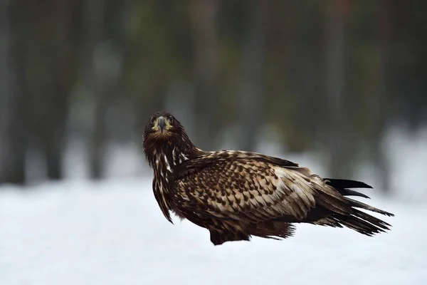 Aigle Sur Neige Dans Tourbière — Photo