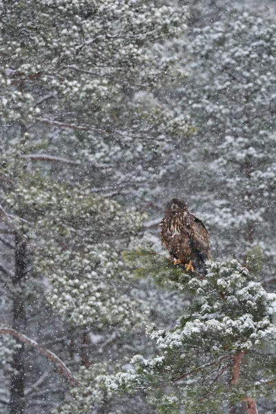 Águia Cauda Branca Árvore Queda Neve Pesada — Fotografia de Stock