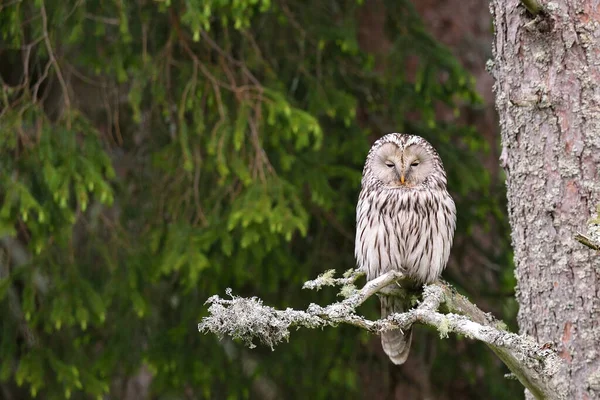 Ural Owl Stromě — Stock fotografie