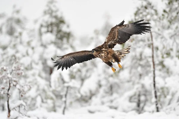 Águila Cola Blanca Volando Invierno — Foto de Stock