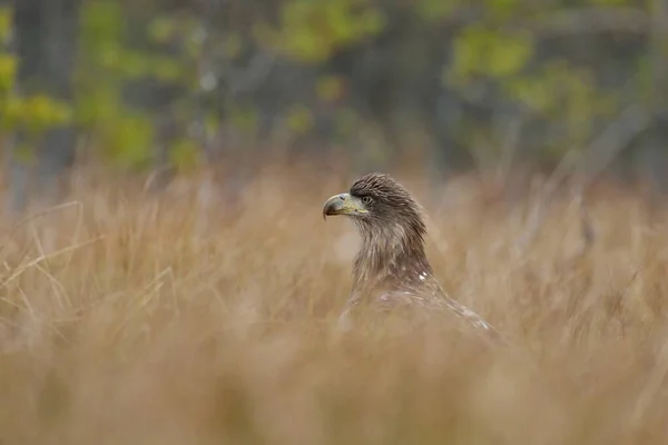 White Tailed Eagle Autumn Bog — Stock Photo, Image