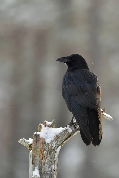 Karlı Havada Ağaçta Kuzgun Corvus Corax Kış — Stok fotoğraf