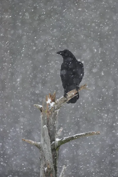 Corvo Comum Uma Árvore Queda Neve — Fotografia de Stock