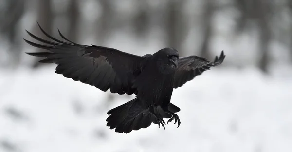 Raven Corvus Corax Voo Aterragem Pássaro Negro Voo Neve Inverno — Fotografia de Stock