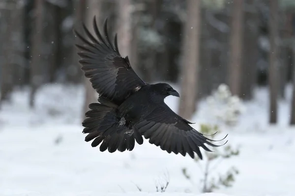 Havran Corvus Corax Letu Havraní Přistání Havran Letí Havran Zimě — Stock fotografie