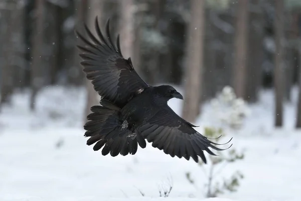 Corvo Corvus Corax Volo Atterraggio Corvo Corvo Che Vola Corvo — Foto Stock