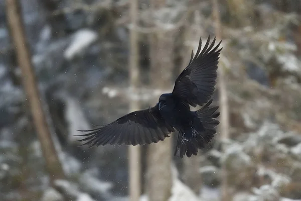 Yaygın Kuzgun Corvus Corax Kuzey Kuzgunu Kuzgun Uçuyor Kuş Uçuyor — Stok fotoğraf