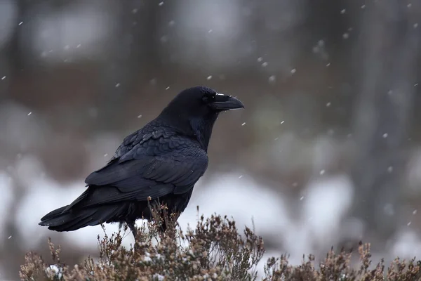 Běžný Havran Corvus Corax Při Sněžení — Stock fotografie