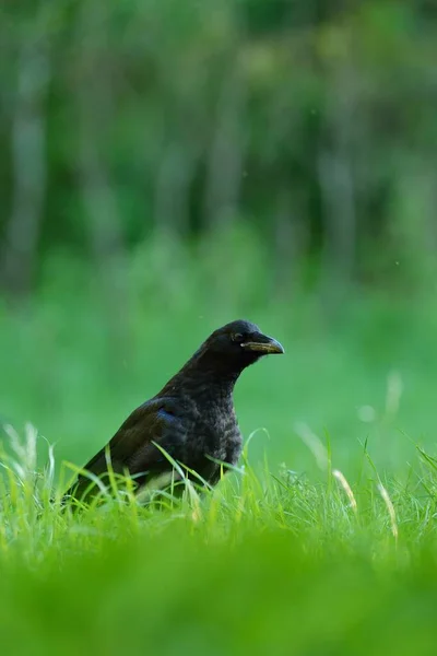 Corbeau Dans Prairie Avec Fond Forêt — Photo