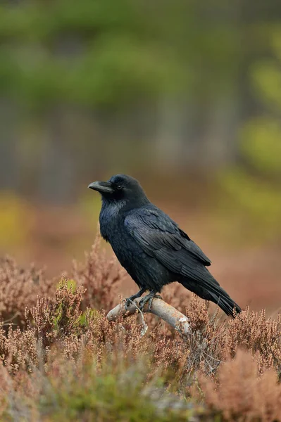 Corbeau Commun Sur Branche Automne — Photo