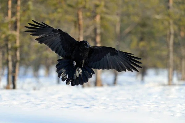 Raven Voo Inverno — Fotografia de Stock