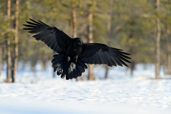 Corvo Volo Inverno — Foto Stock