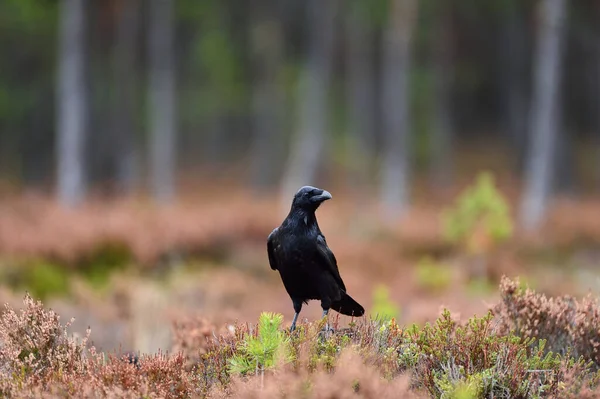 Corbeau Dans Forêt Automne — Photo