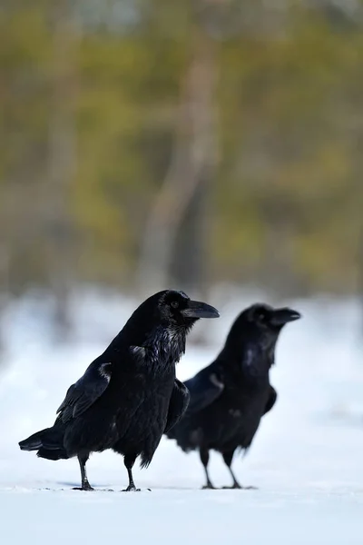 Corbeau Sur Neige Deux Corbeaux Paire Corbeaux — Photo