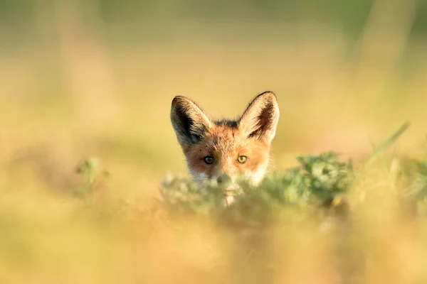 Kit Renard Rouge Soleil Chiot Renard Roux Petit Renard Été — Photo