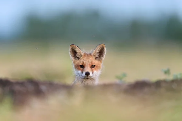Red Fox Kit Red Fox Puppy Juvenile Red Fox — Stock Photo, Image
