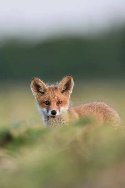 Red Fox Kit Muotokuva Punainen Kettu Pentu Muotokuva — kuvapankkivalokuva