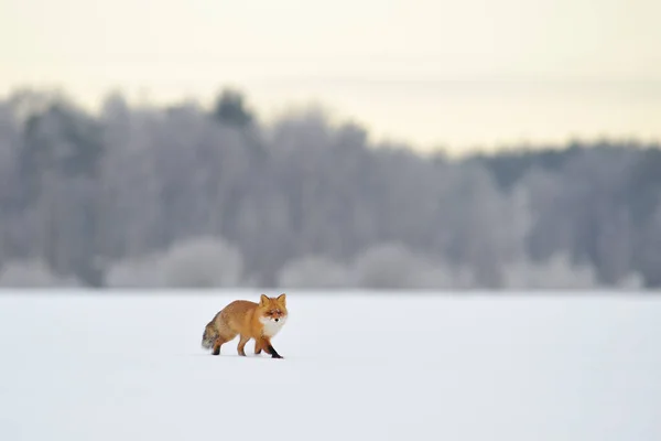 Zorro Rojo Caminando Sobre Nieve Invierno — Foto de Stock