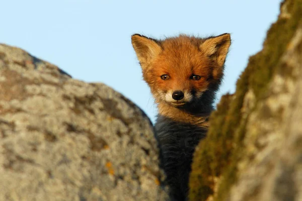 Chiot Renard Roux Très Curieux Regardant Dehors — Photo