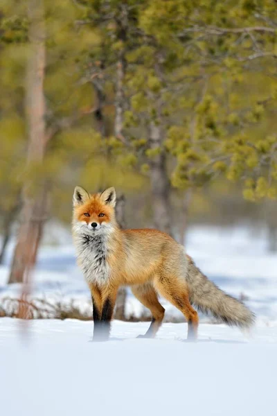 Κόκκινη Αλεπού Στο Χιόνι Χειμώνα — Φωτογραφία Αρχείου