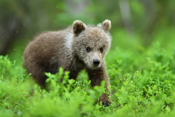 Urso Marrom Filhote Andando Floresta Verão — Fotografia de Stock