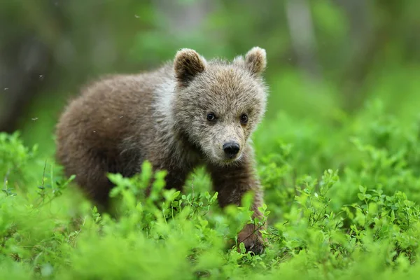 Коричневий Ведмідь Кубик Йде Лісі Влітку Стокова Картинка