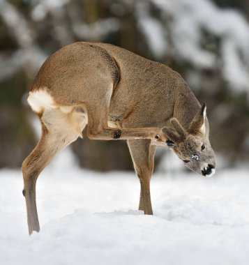 Roe geyiği boynunu tırmalıyor. Roebuck kaşınıyor.