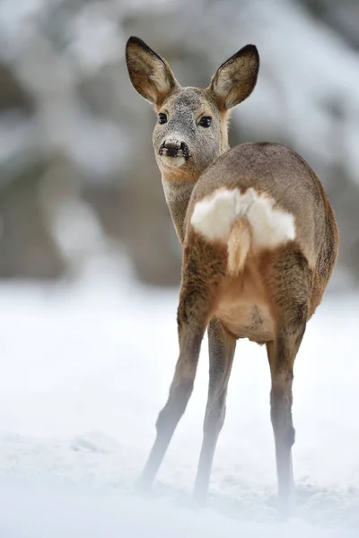 Roe Deer Showing Its Arse Winter — Photo