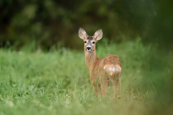 田里的小鹿 — 图库照片