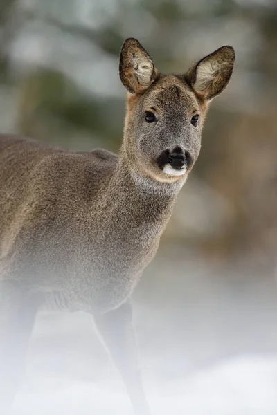 Portrait Chevreuil Capreolus Capreolus Forêt Hivernale — Photo