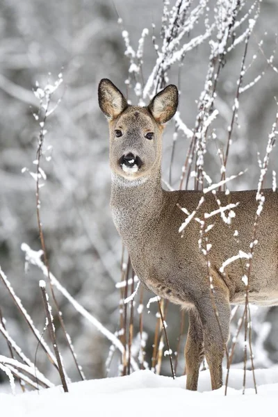 Roe deer (Capreolus capreolus) in winter. Roe deer with snowy background. Roe deer on snow.