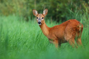 Roe deer looking at summer clipart