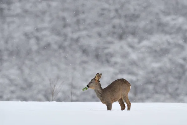 Roebuck Comendo Neve Inverno — Fotografia de Stock