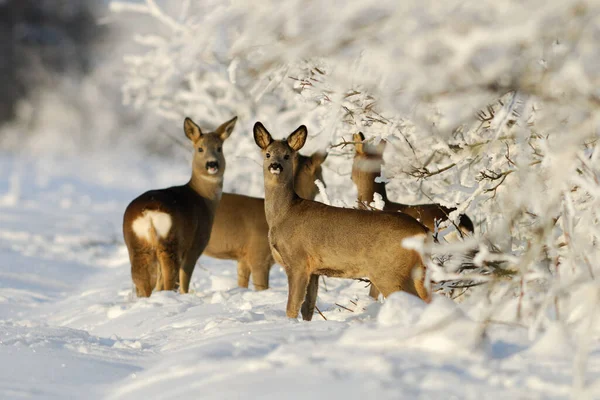 Esquadrão Veados Ovinos Inverno — Fotografia de Stock