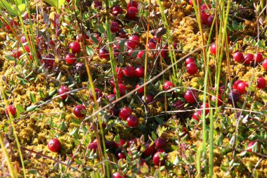 Güneş tarafından aydınlatılan sarı yosunların üzerine birçok kırmızı böğürtlen saçılmıştır. Kızılcık konsepti doğal ortamlarında. Bataklık, seçmeli odak noktası. Rusya
