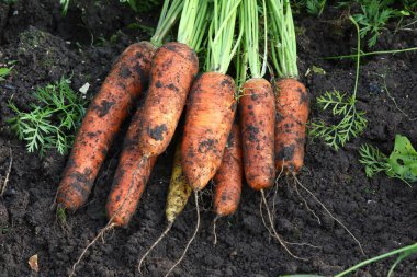 Kökleri ve yaprakları olan büyük bir demet turuncu havuç bir çiftlik yatağının nemli zemininde yatıyor..