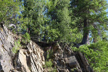 Büyük yeşil ağaçlar dağın tepesinde yarık ve çatlaklardan kayaların üzerinde büyürler. Parlak bir günde yeşil yaprakların, uzun çam iğnelerinin ve eğilmiş köklerin güneş ışığına bakışı. Katmanlı taşlar. Rusya