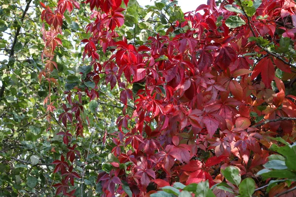 Hojas Rojas Talladas Una Planta Ornamental Iluminada Por Sol Contra —  Fotos de Stock