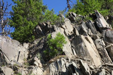 Çatlak ve çıkıntılardan büyüyen ağaçlar ve çalılarla dolu kayalık bir dağ uçurumu. Rusya 'nın Ural Dağları' ndaki kaya şistinin dokusu mavi bir gökyüzüne karşı kayaların tabandan tabana görüntüsü..