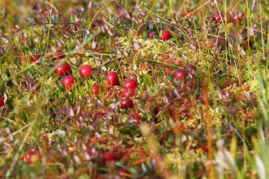 Güneş tarafından aydınlatılmış çimen ve yapraklarla bataklık yosunlarının üzerindeki kırmızı yaban mersinlerinin parlak renkli görüntüsü. Berry doğal ortamında. Seçici odak noktası. Rusya 'nın sanat fotoğrafı..