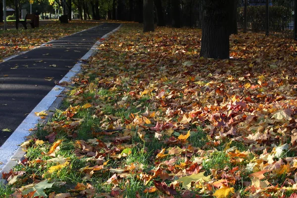 Long Sentier Pour Les Cyclistes Dans Parc Feuillage Automne Nombreuses — Photo