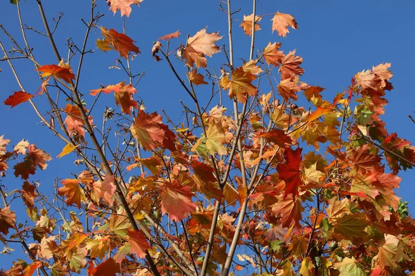 枫树顶上的最后一片鲜红的橙叶映衬着蓝色的滑雪板 几棵枝头光秃秃 叶落了 秋天的风景魅力 时间的概念 — 图库照片