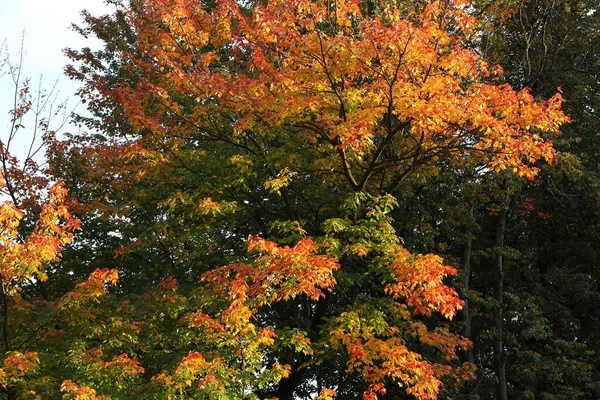 大枫树 叶色艳丽 绿色的红色橙色树叶映衬在滑雪板上 秋天各种颜色的水彩画 — 图库照片