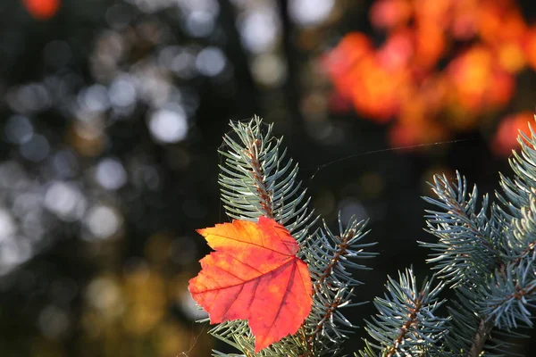 松の針の上に一本の赤いカエデの葉とぼやけた背景のカラフルな葉を持つ美しい秋の風景 — ストック写真