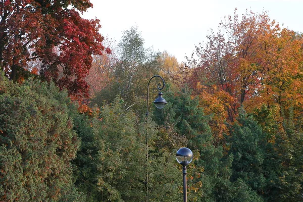 Paysage Coloré Parc Automne Une Vue Sur Les Arbres Aux — Photo