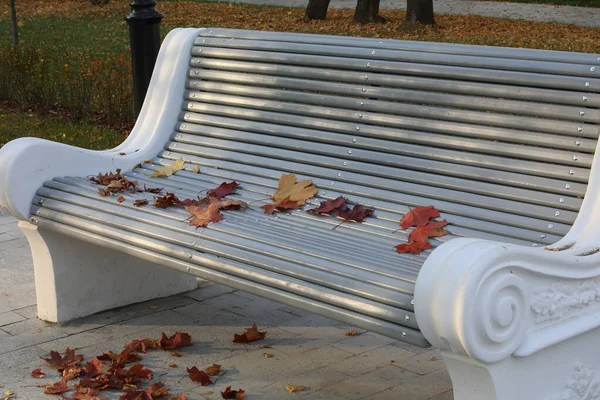 Park 'ta bir bankta. Akçaağaç yapraklı bir sonbahar sahnesi. Akşam güneşinde güzel bir manzara..
