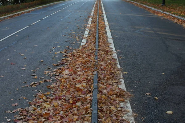 Fietsweg Met Omgevallen Herfstverlaten Het Centrum Van Scheidingsstrook Bedekt Met — Stockfoto